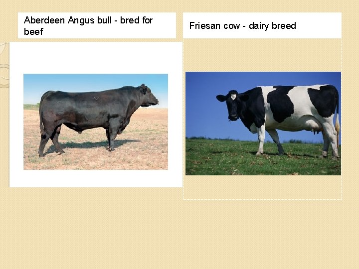 Aberdeen Angus bull - bred for beef Friesan cow - dairy breed 