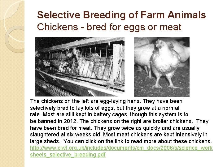 Selective Breeding of Farm Animals Chickens - bred for eggs or meat The chickens