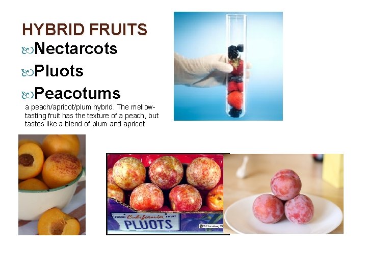HYBRID FRUITS Nectarcots Pluots Peacotums a peach/apricot/plum hybrid. The mellowtasting fruit has the texture