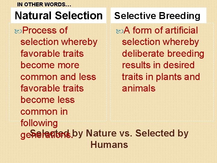 IN OTHER WORDS… Natural Selection Process Selective Breeding of A form of artificial selection