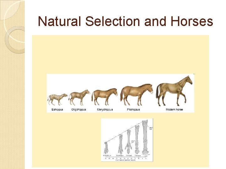 Natural Selection and Horses 