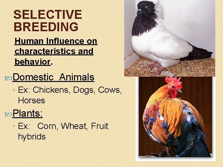 SELECTIVE BREEDING Human Influence on characteristics and behavior. Domestic Animals ◦ Ex: Chickens, Dogs,