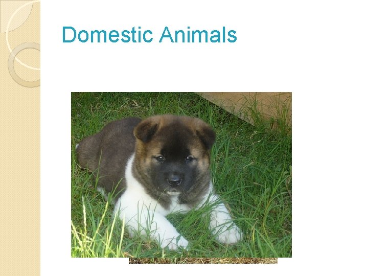 Domestic Animals 