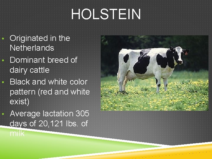 HOLSTEIN • Originated in the Netherlands • Dominant breed of dairy cattle • Black