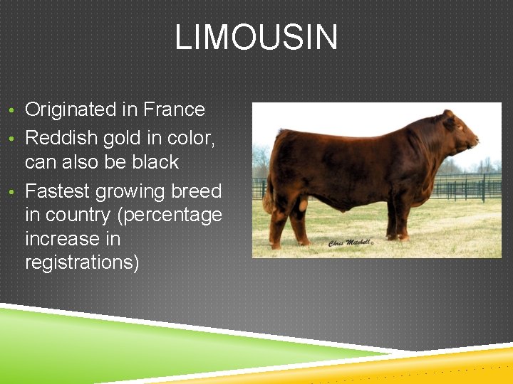 LIMOUSIN • Originated in France • Reddish gold in color, can also be black