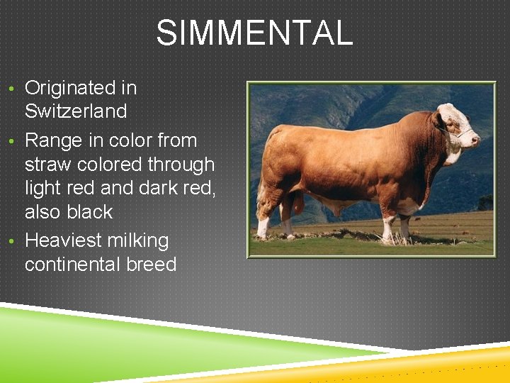 SIMMENTAL • Originated in Switzerland • Range in color from straw colored through light