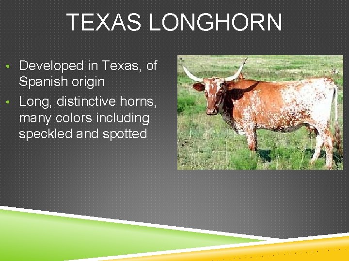 TEXAS LONGHORN • Developed in Texas, of Spanish origin • Long, distinctive horns, many