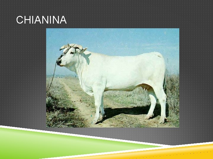 CHIANINA 