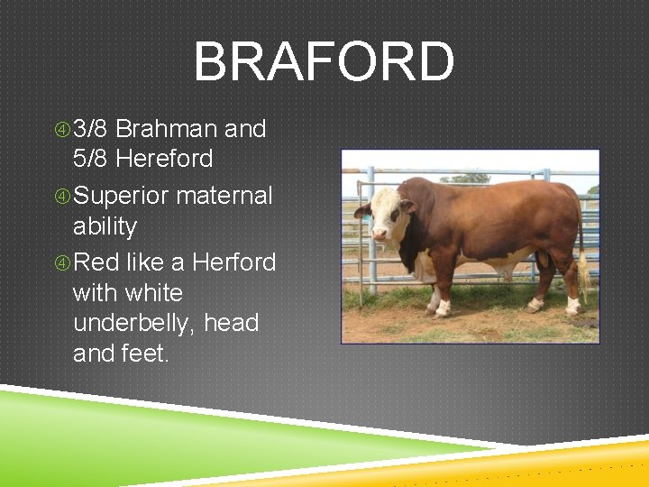 BRAFORD 3/8 Brahman and 5/8 Hereford Superior maternal ability Red like a Herford with