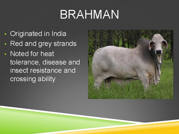 BRAHMAN • Originated in India • Red and grey strands • Noted for heat