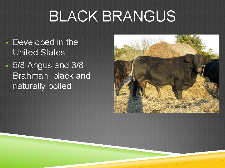 BLACK BRANGUS • Developed in the United States • 5/8 Angus and 3/8 Brahman,