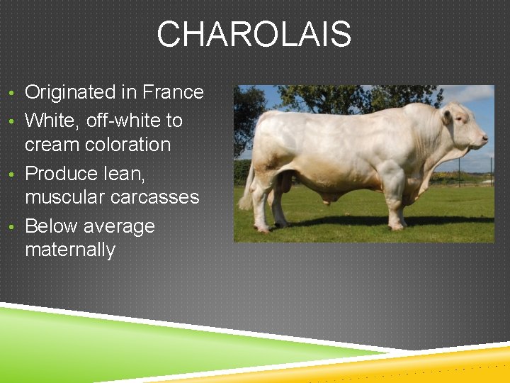 CHAROLAIS • Originated in France • White, off-white to cream coloration • Produce lean,