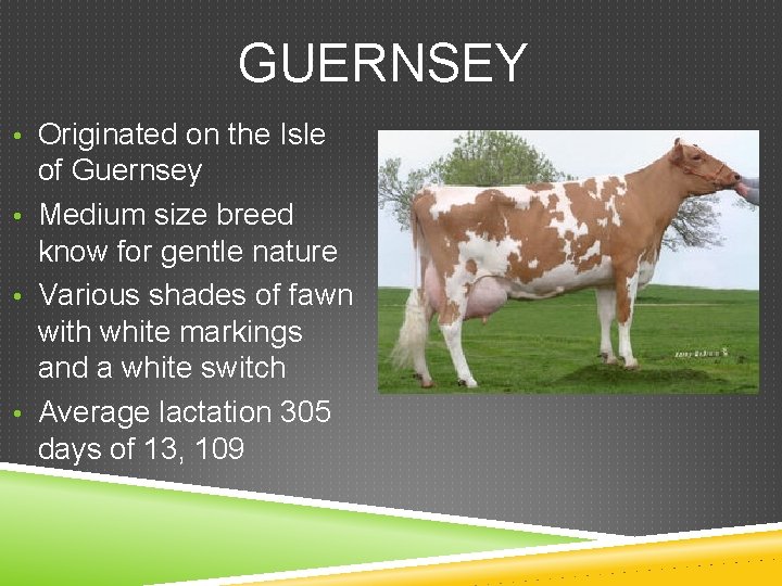 GUERNSEY • Originated on the Isle of Guernsey • Medium size breed know for