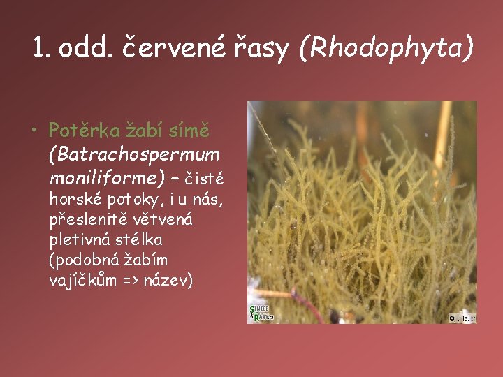 1. odd. červené řasy (Rhodophyta) • Potěrka žabí símě (Batrachospermum moniliforme) – čisté horské