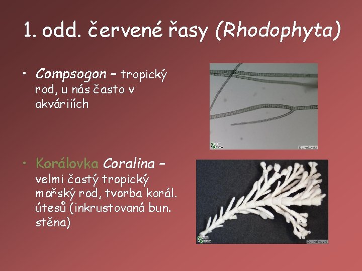 1. odd. červené řasy (Rhodophyta) • Compsogon – tropický rod, u nás často v