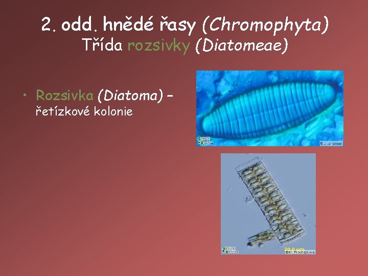 2. odd. hnědé řasy (Chromophyta) Třída rozsivky (Diatomeae) • Rozsivka (Diatoma) – řetízkové kolonie