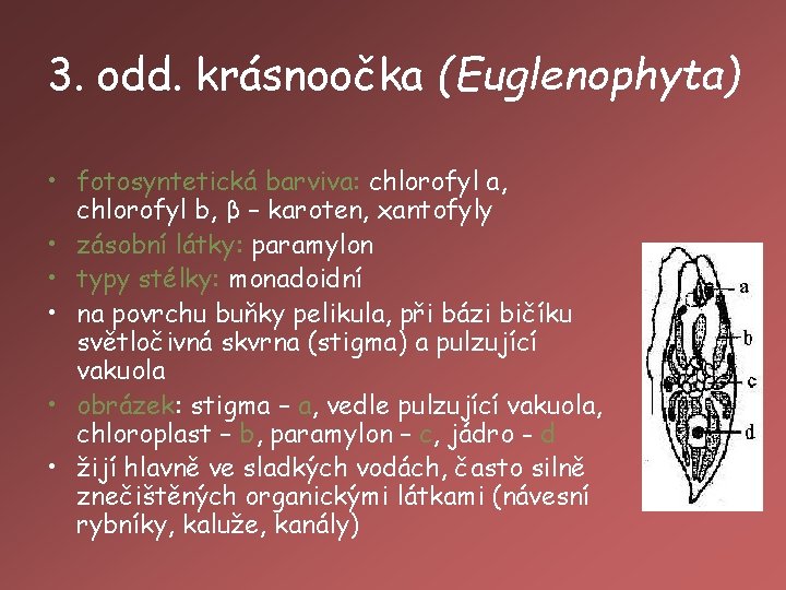 3. odd. krásnoočka (Euglenophyta) • fotosyntetická barviva: chlorofyl a, chlorofyl b, β – karoten,