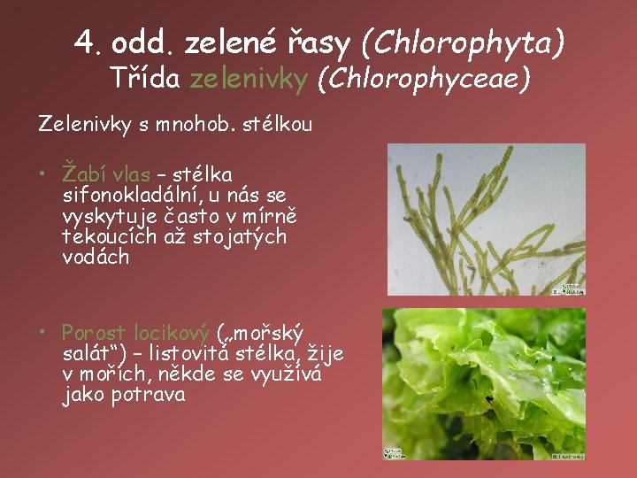 4. odd. zelené řasy (Chlorophyta) Třída zelenivky (Chlorophyceae) Zelenivky s mnohob. stélkou • Žabí