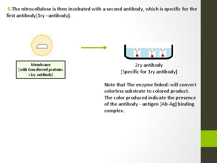 5. The nitrocellulose is then incubated with a second antibody, which is specific for