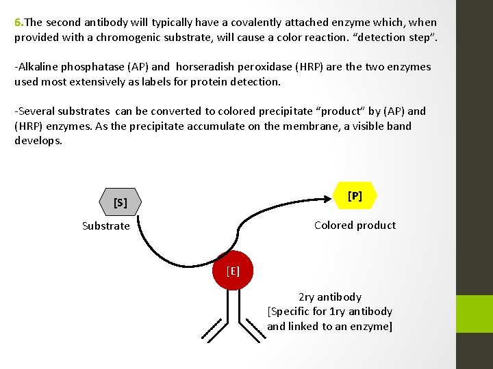 6. The second antibody will typically have a covalently attached enzyme which, when provided