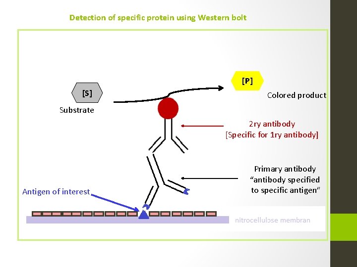 Detection of specific protein using Western bolt [P] [S] Colored product Substrate 2 ry