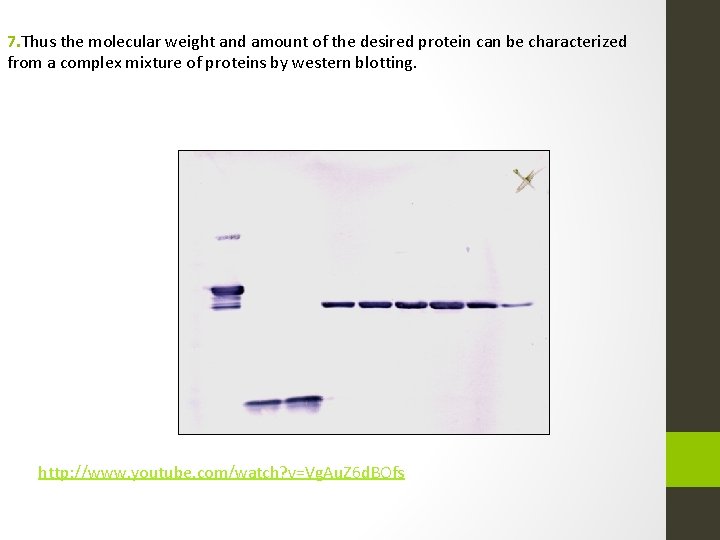 7. Thus the molecular weight and amount of the desired protein can be characterized