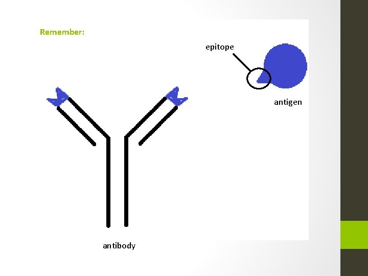 Remember: epitope antigen antibody 