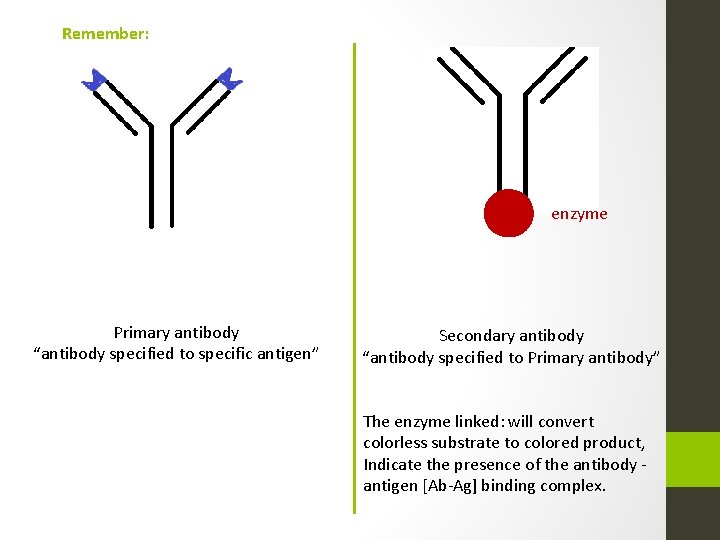 Remember: enzyme Primary antibody “antibody specified to specific antigen” Secondary antibody “antibody specified to