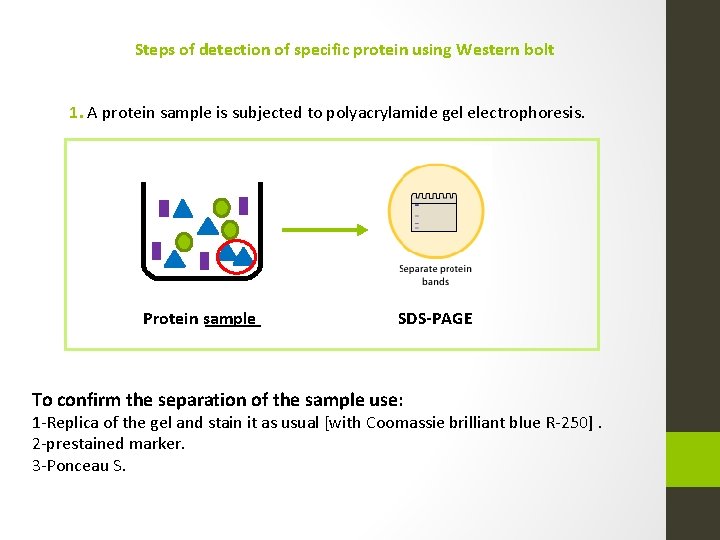 Steps of detection of specific protein using Western bolt 1. A protein sample is
