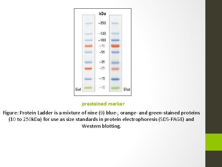 prestained marker Figure: Protein Ladder is a mixture of nine (9) blue-, orange- and
