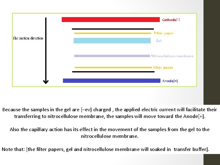 Because the samples in the gel are [–ev] charged , the applied electric current