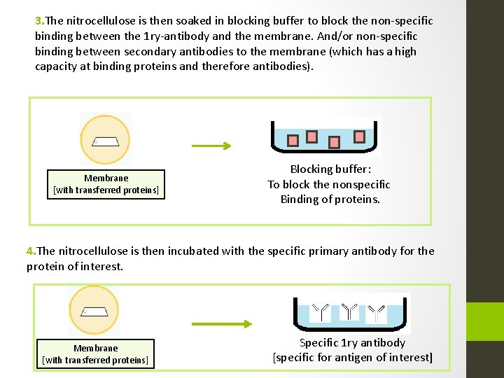 3. The nitrocellulose is then soaked in blocking buffer to block the non-specific binding