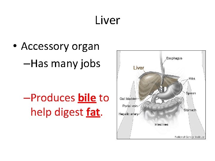 Functions of Liver Pancreas and Gallbladder The Digestive