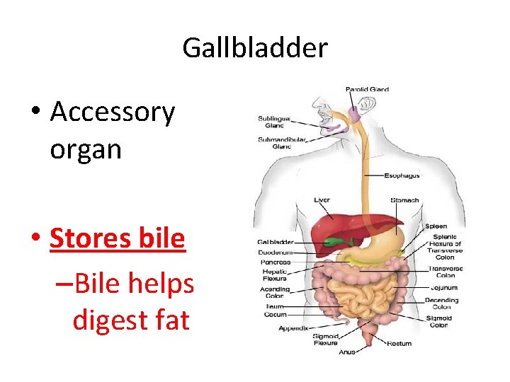 Functions of Liver Pancreas and Gallbladder The Digestive