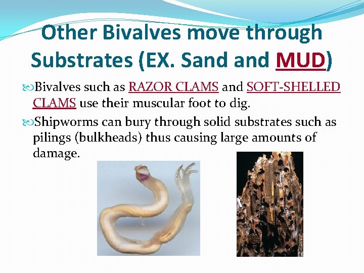 Other Bivalves move through Substrates (EX. Sand MUD) Bivalves such as RAZOR CLAMS and