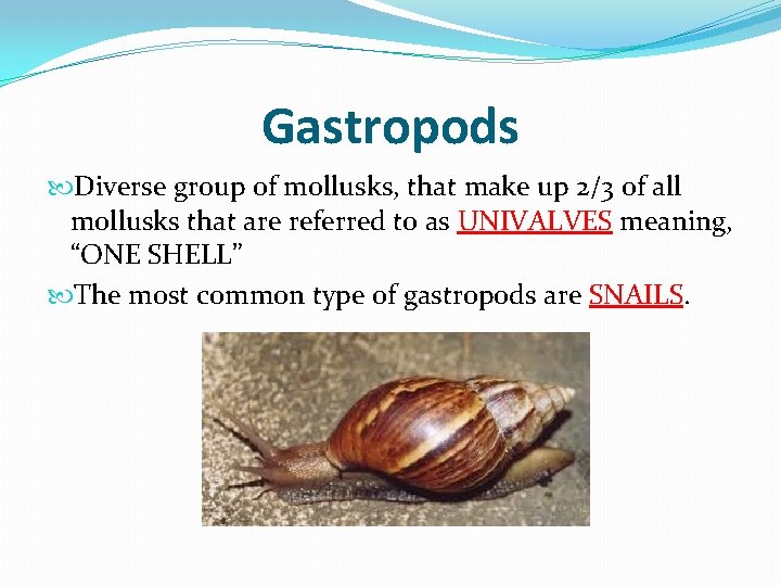 Gastropods Diverse group of mollusks, that make up 2/3 of all mollusks that are