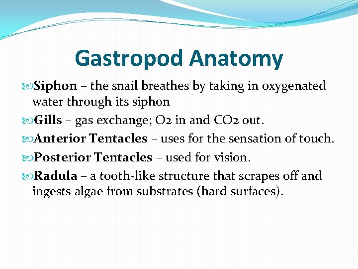 Gastropod Anatomy Siphon – the snail breathes by taking in oxygenated water through its