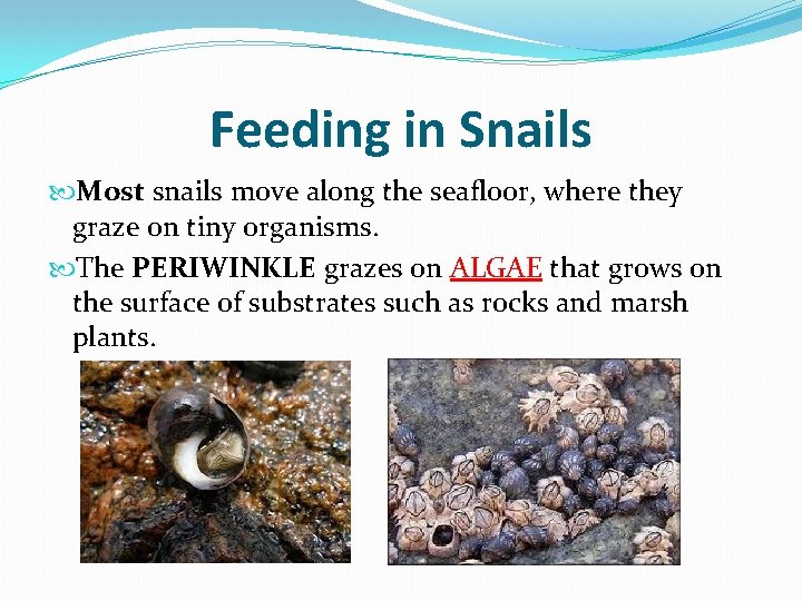 Feeding in Snails Most snails move along the seafloor, where they graze on tiny