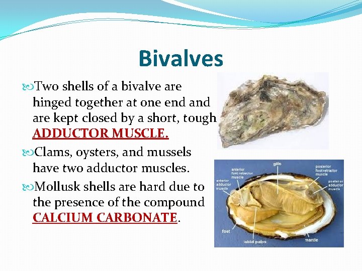 Bivalves Two shells of a bivalve are hinged together at one end are kept