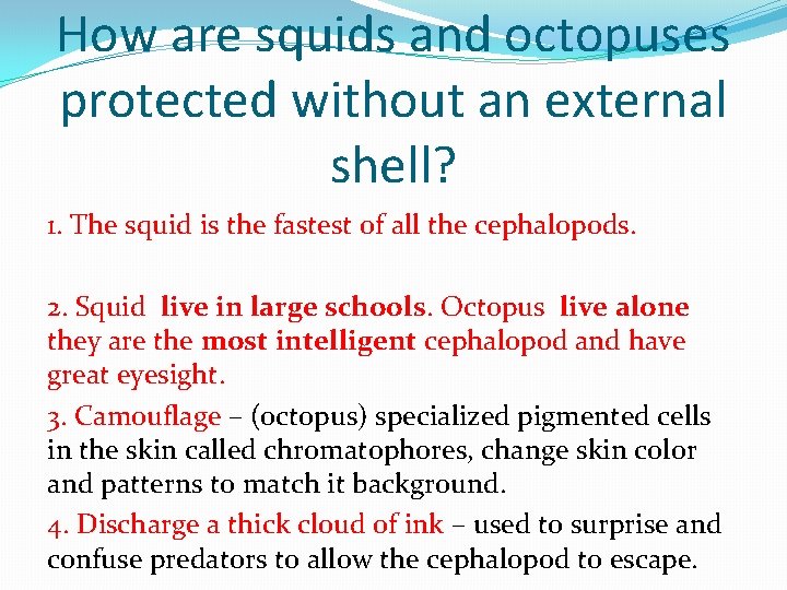 How are squids and octopuses protected without an external shell? 1. The squid is