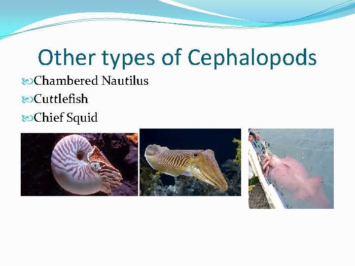 Other types of Cephalopods Chambered Nautilus Cuttlefish Chief Squid 