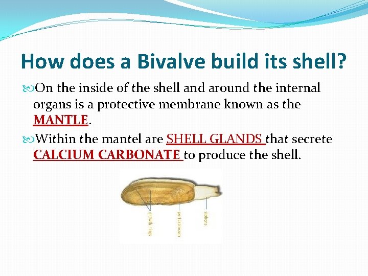 How does a Bivalve build its shell? On the inside of the shell and