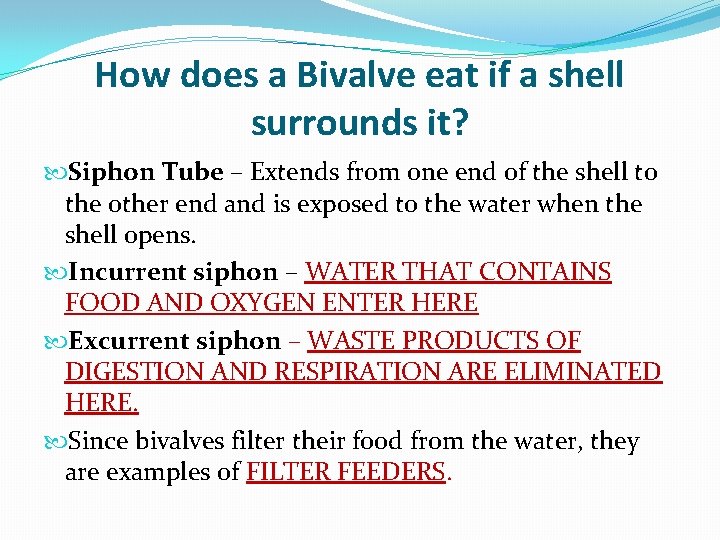 How does a Bivalve eat if a shell surrounds it? Siphon Tube – Extends
