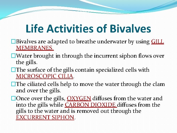 Life Activities of Bivalves �Bivalves are adapted to breathe underwater by using GILL MEMBRANES.