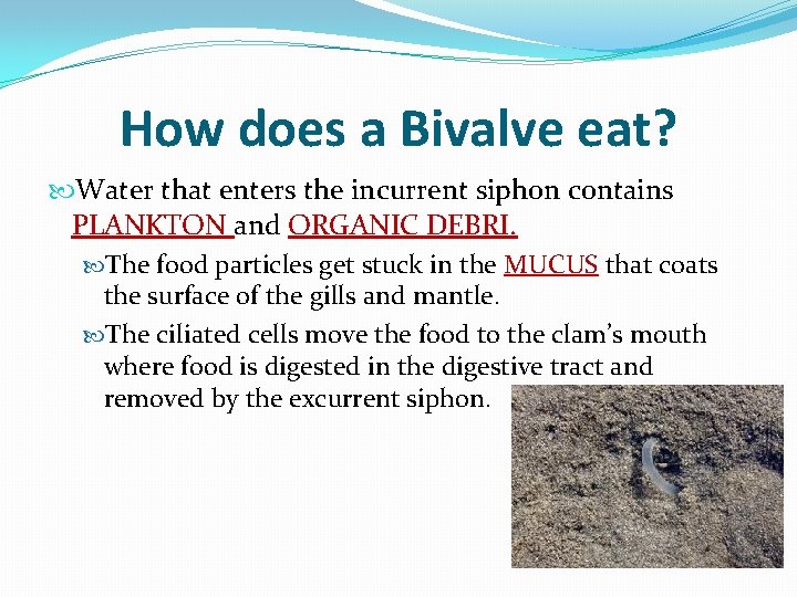 How does a Bivalve eat? Water that enters the incurrent siphon contains PLANKTON and
