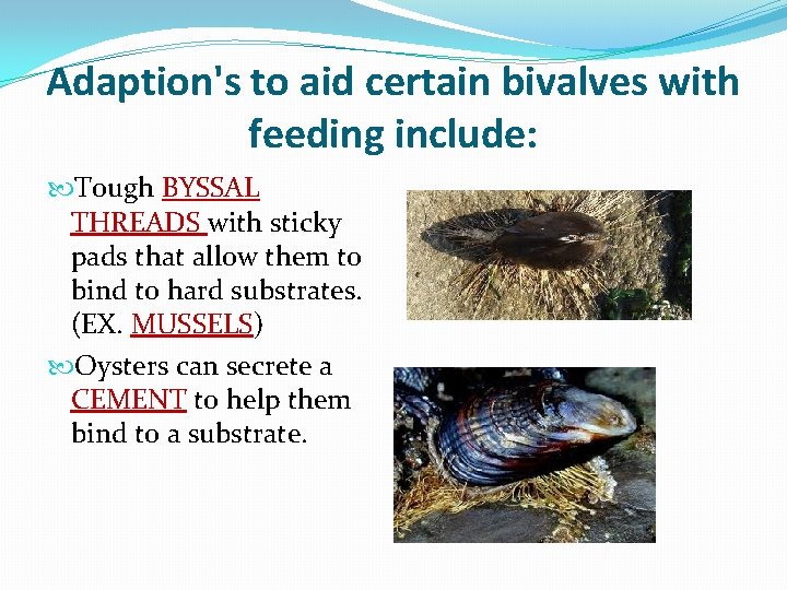 Adaption's to aid certain bivalves with feeding include: Tough BYSSAL THREADS with sticky pads