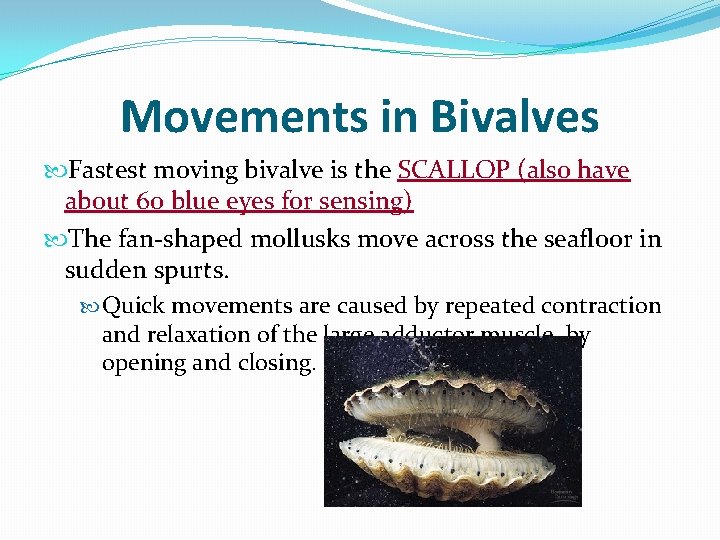 Movements in Bivalves Fastest moving bivalve is the SCALLOP (also have about 60 blue