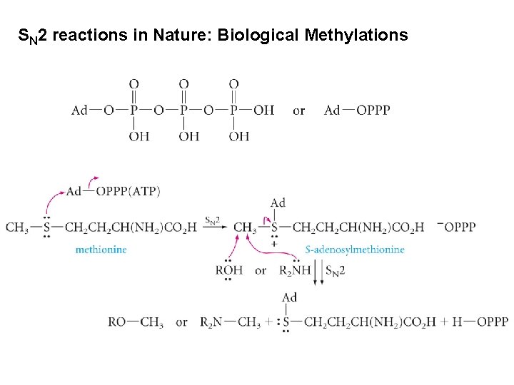 SN 2 reactions in Nature: Biological Methylations SN 2 reactions in Nature: Biological Methylations