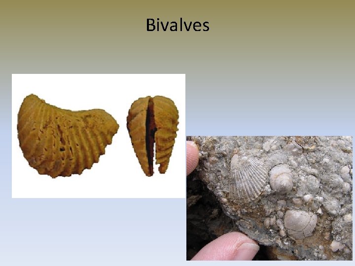 Bivalves 