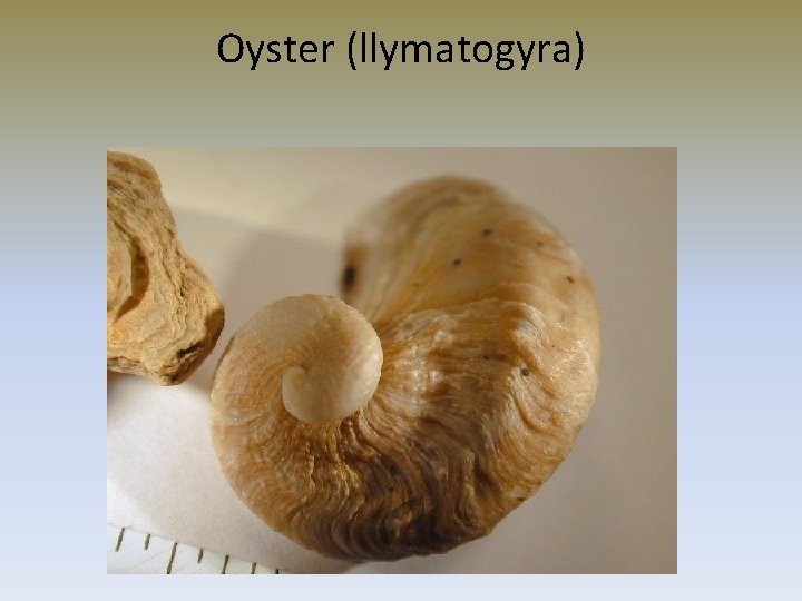 Oyster (llymatogyra) 